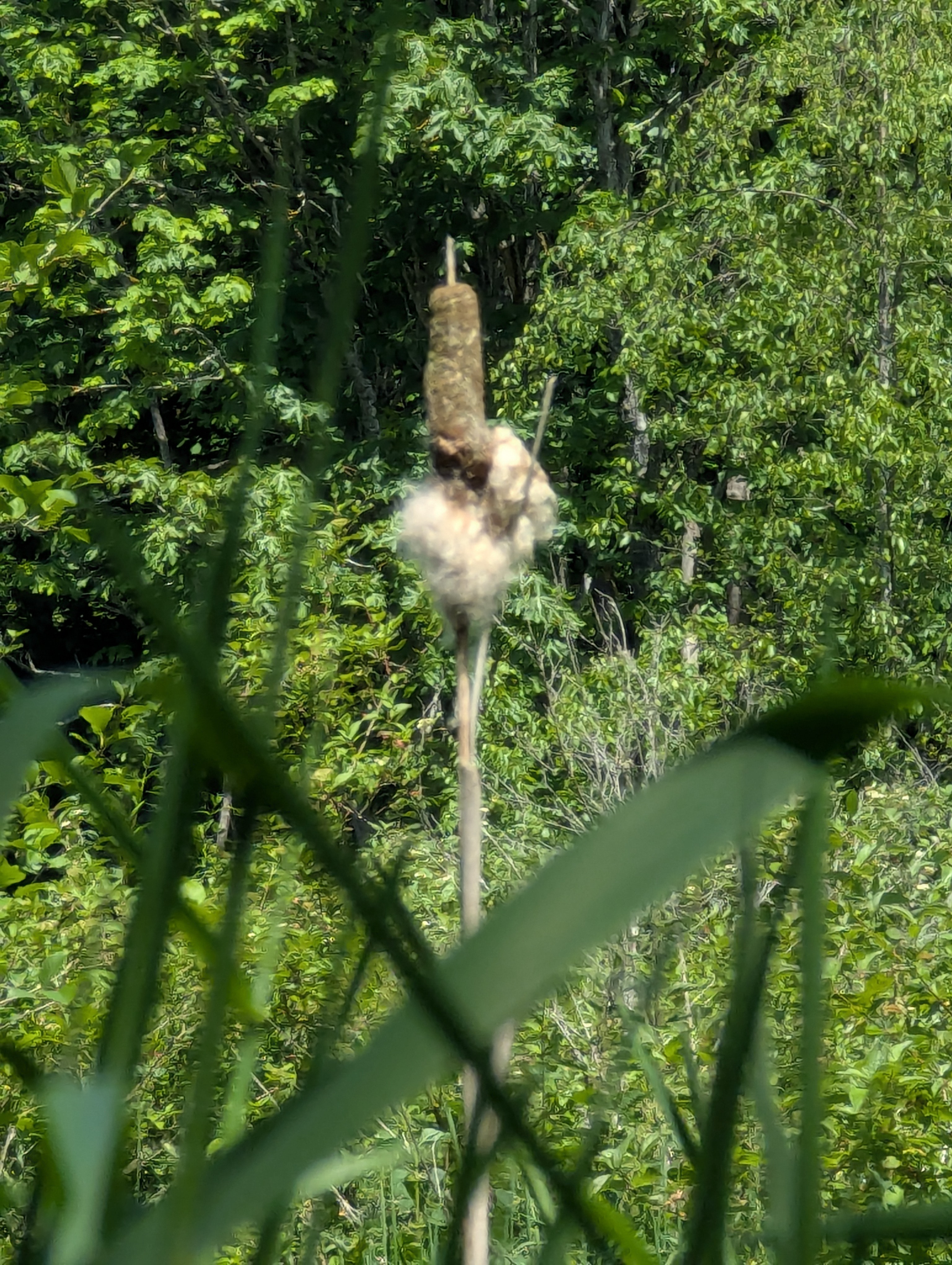 Birthday Trip to Canada, Delta, Burns Bog, Vancouver, British Columbia